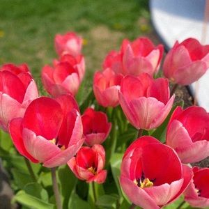 Meet your Posher, Nizza